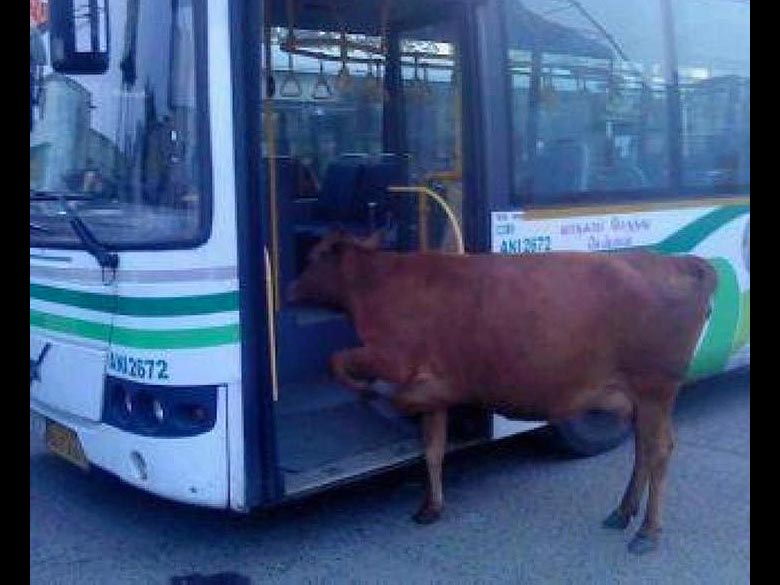 Krowa w autobusie