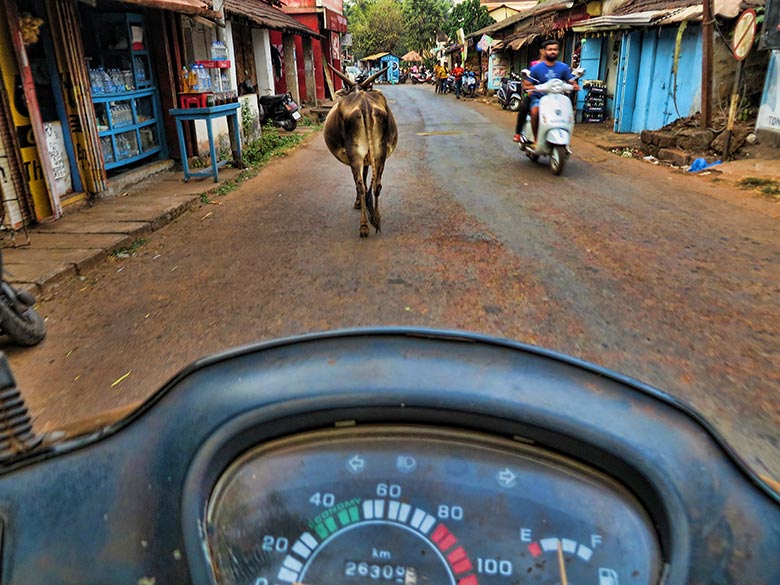 Krowy na drodze w Indiach