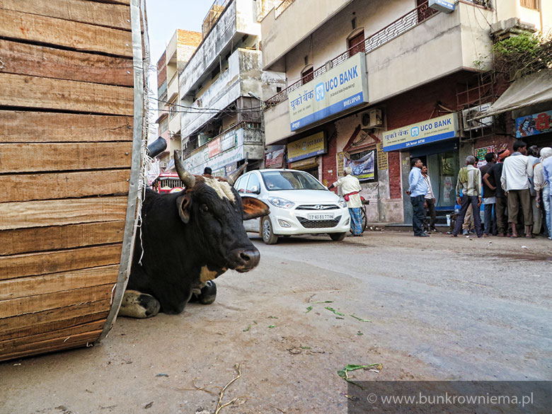 Krowa bawi się w chowanego w Indiach